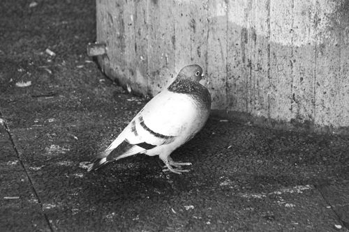 Free Monochrome image of a pigeon perched against a textured wall background. Stock Photo