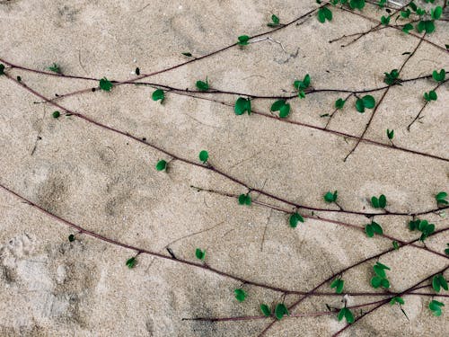 녹색, 다크 그린 식물, 모래의 무료 스톡 사진