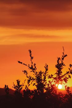 Silhouetted plants under a vibrant orange sunset sky with visible sun. Perfect for nature themes.