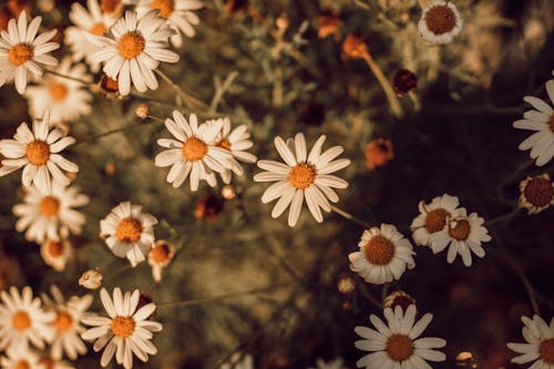 Ingyenes stockfotó fehér virágok, közönséges százszorszépek, növényvilág témában
