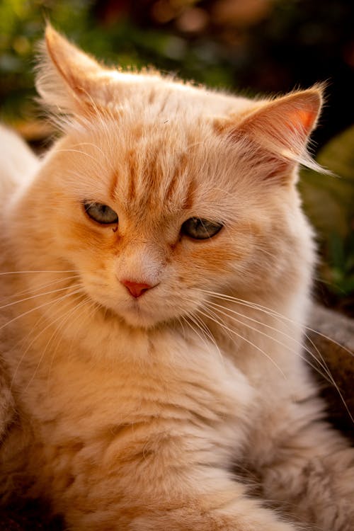 シベリア猫, ネコ, ひげの無料の写真素材