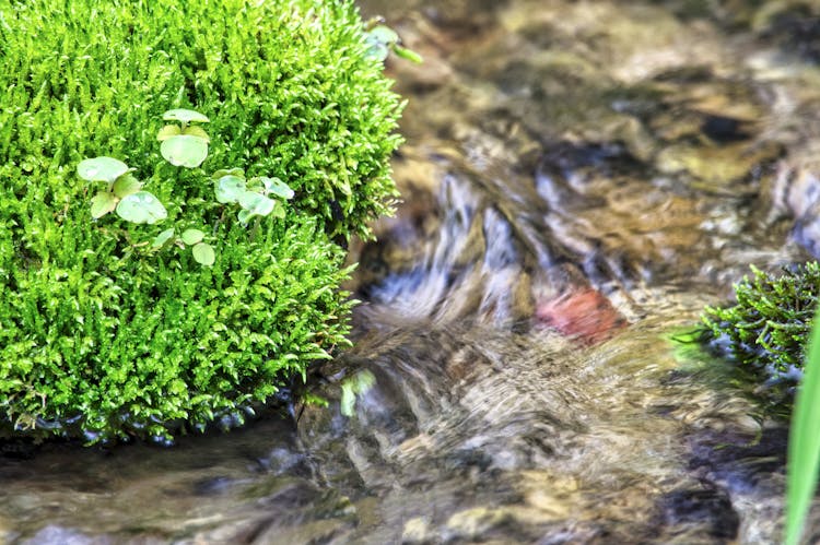 Green Plant On Water