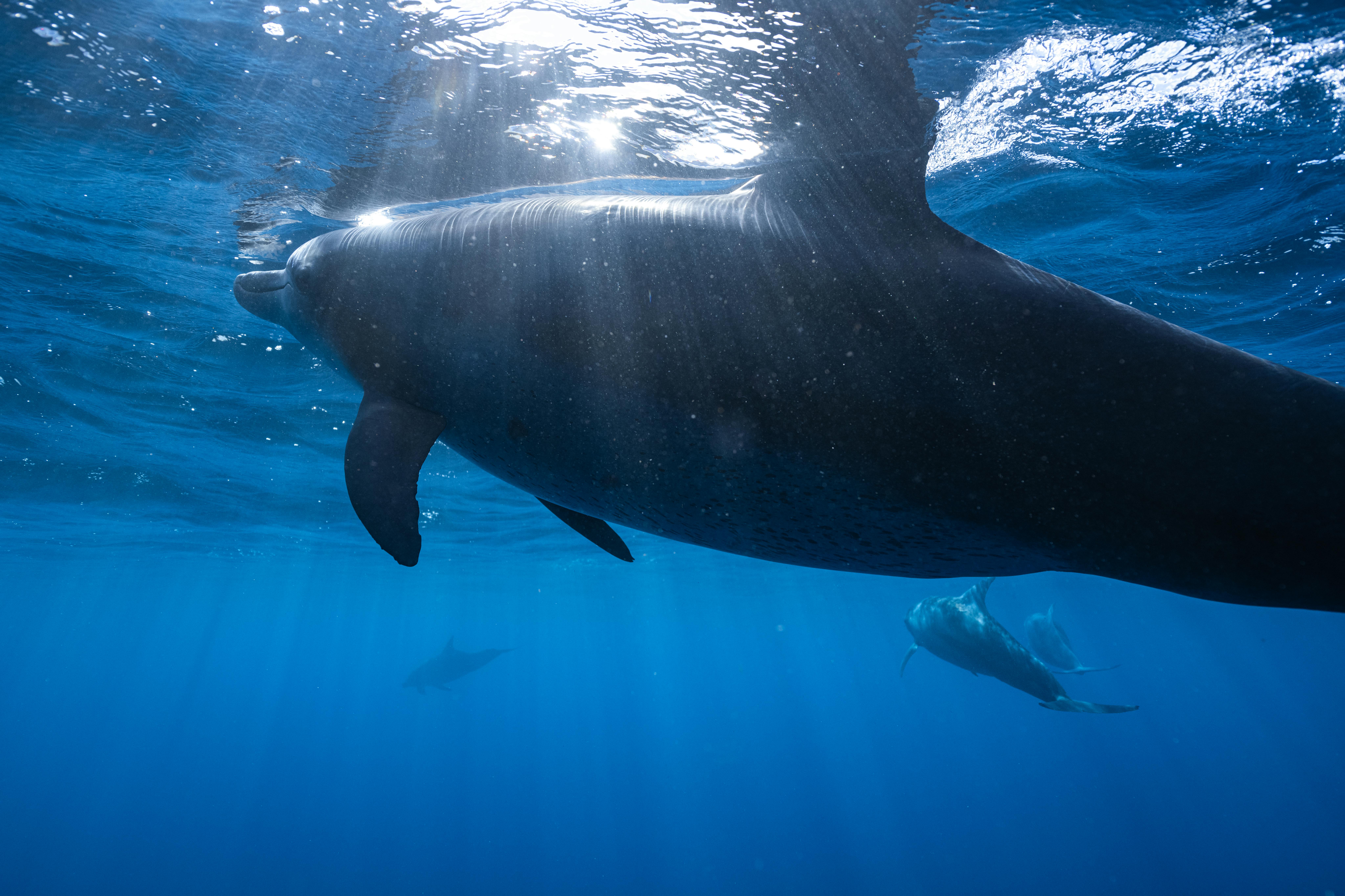 Black Dolphin in Body of Water · Free Stock Photo