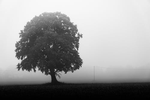Darmowe zdjęcie z galerii z czarno-biały, drzewo, mgła