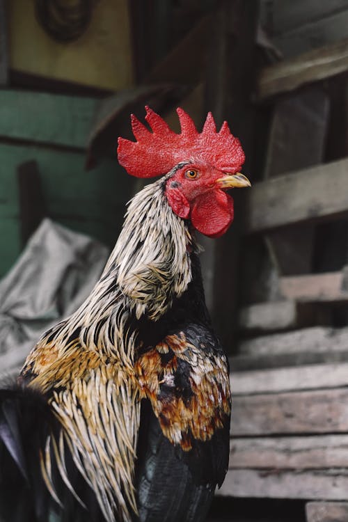 Foto stok gratis ayam, bangsa burung, binatang