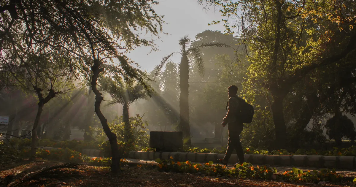 A lone walker on a park path in early morning sunlight