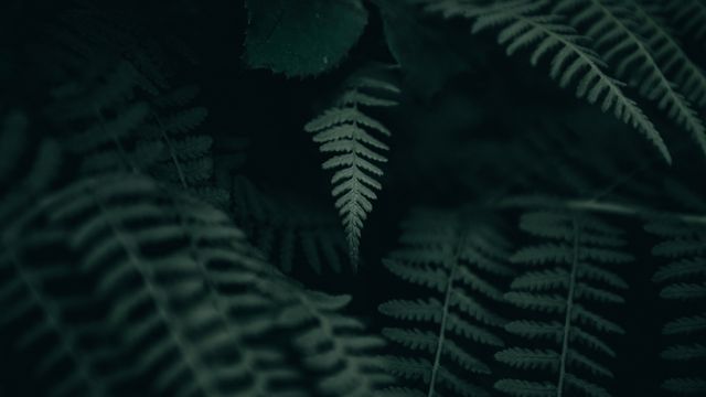 fern