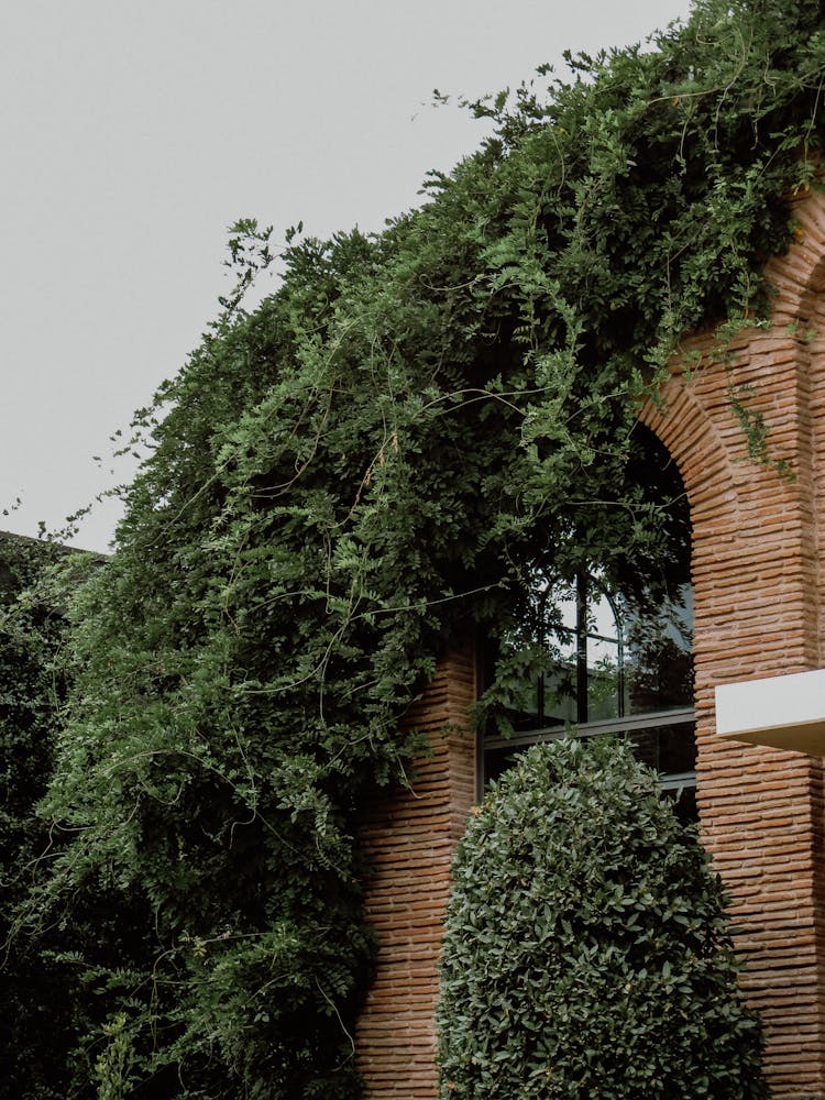 Green Vines On Brick Building