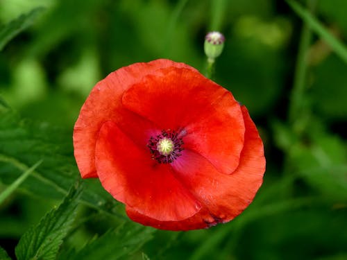 A Blooming Red Poppy Flower