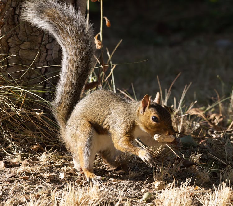 A Squirrel Eating A Peanut