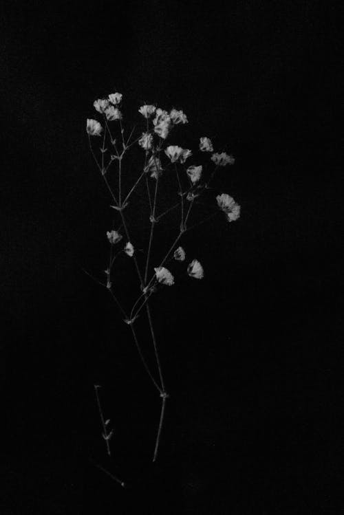 Бесплатное стоковое фото с белые цветы, вертикальный выстрел, оттенки серого