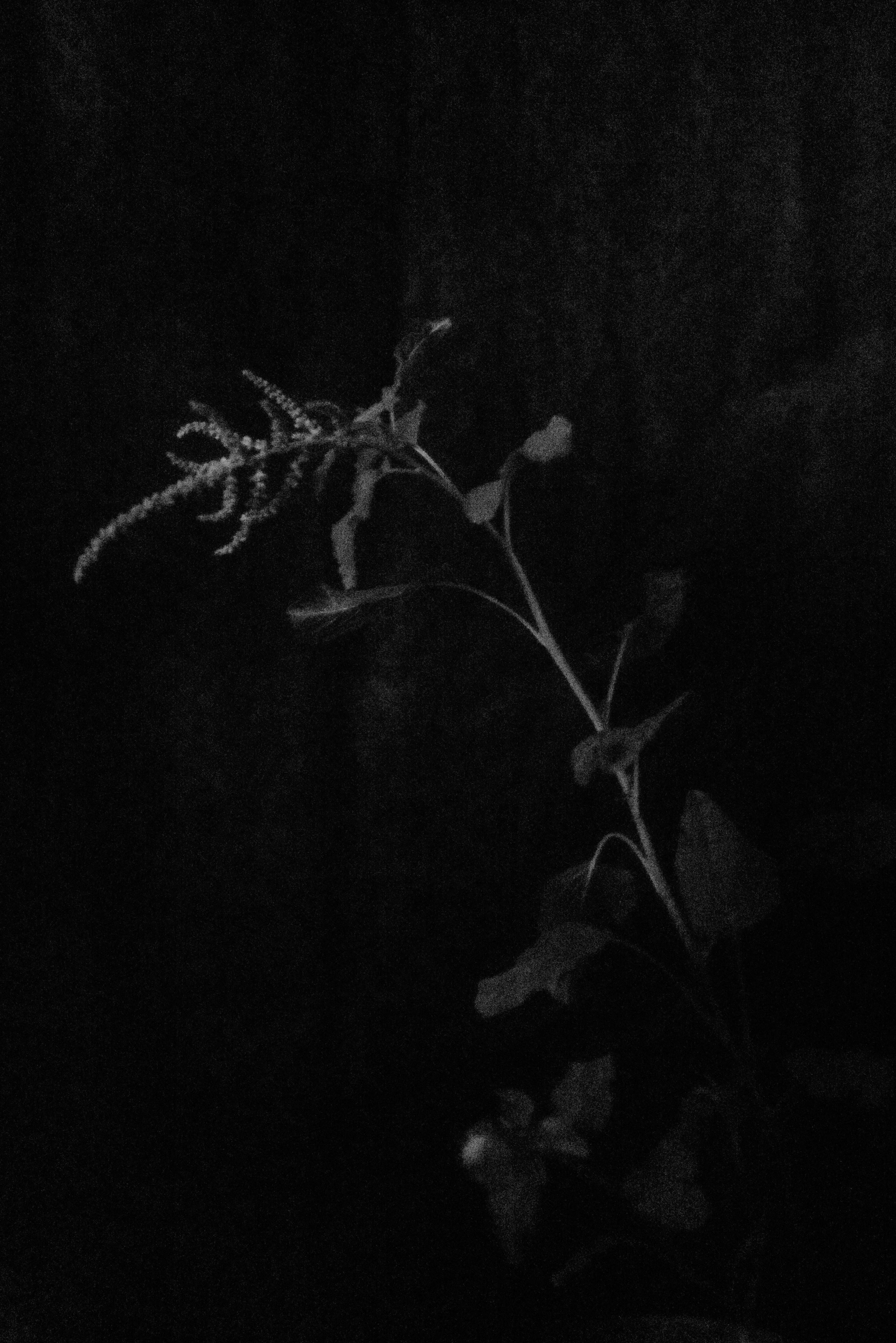 Minimalist black and white photo capturing the elegance of a plant on a dark background.