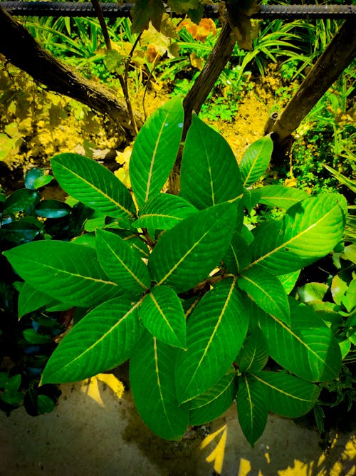 Free stock photo of green, leaves Stock Photo