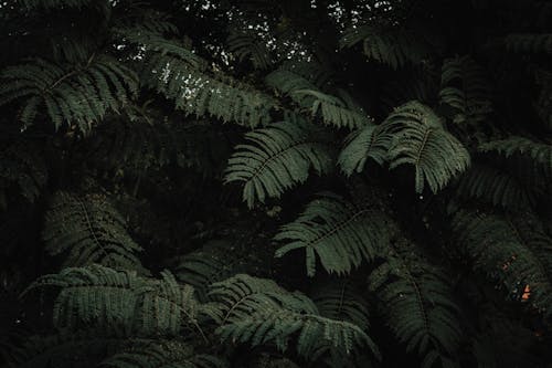 植物摄影, 特写, 蕨类植物 的 免费素材图片