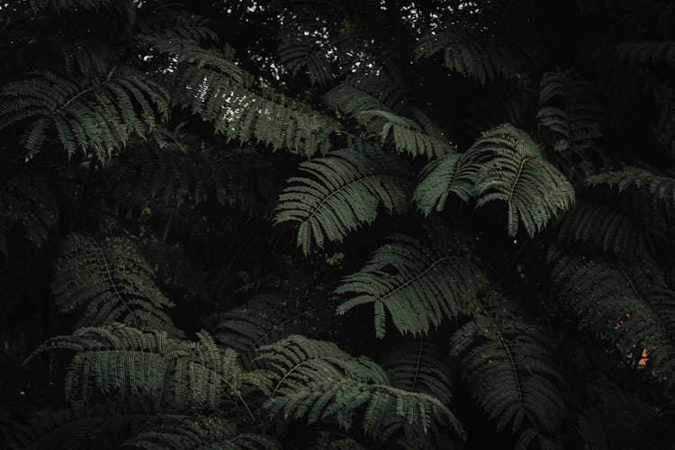 Green Fern Plant In Close Up Shot