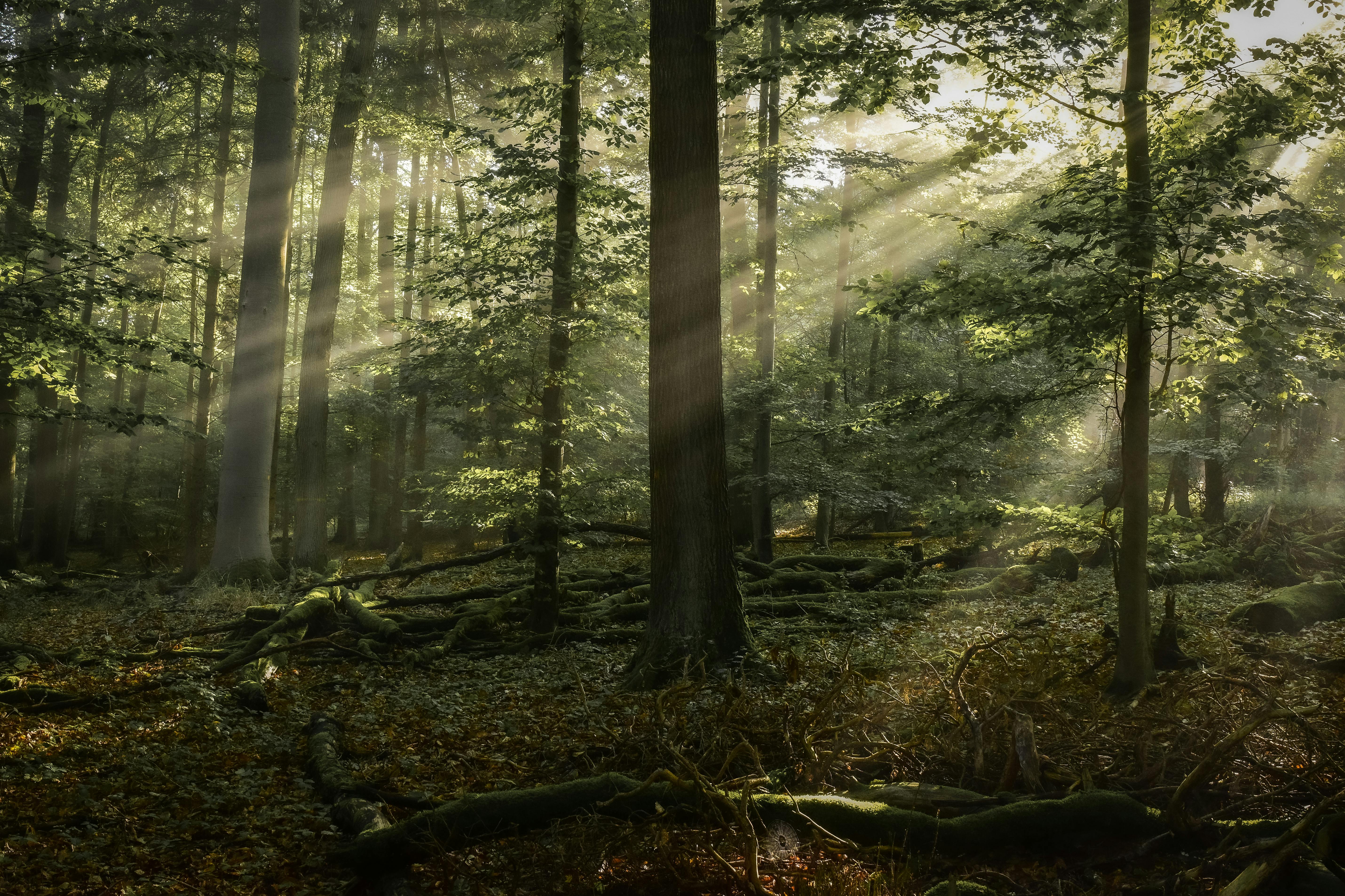 Sunrays filtering through a lush green forest, creating a serene and magical landscape.