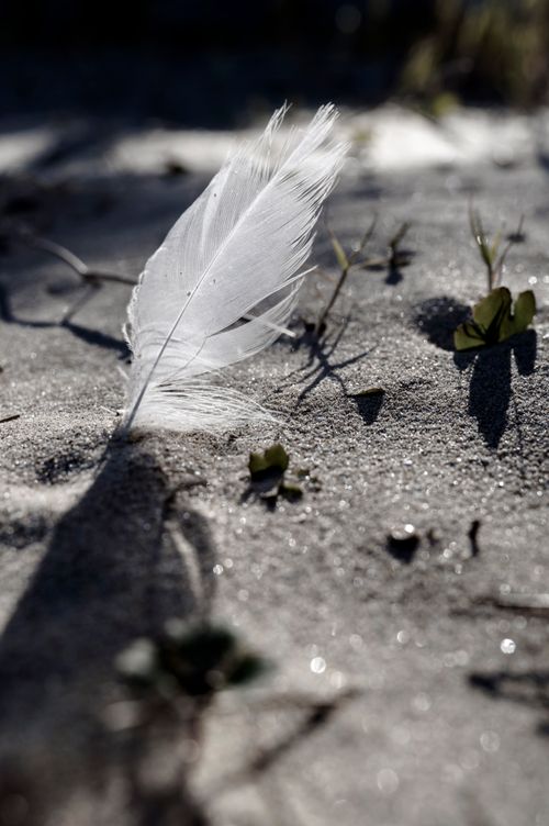 Free A single white feather delicately rests on sunlit sand, casting soft shadows. Perfect for themes of lightness or tranquility. Stock Photo