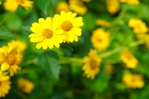 Ücretsiz altın marguerit, çiçek fotoğrafçılığı, çiçeklenmek içeren Ücretsiz stok fotoğraf Stok Fotoğraflar