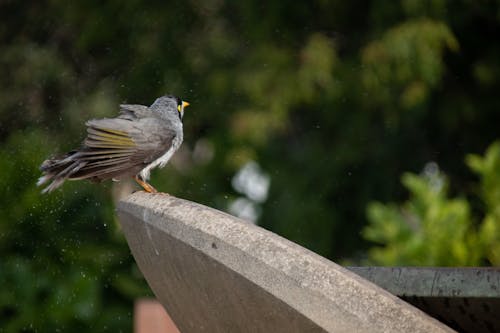 Селективный фокус фото серой воробьиной птицы, сидящей на сером бетонном тротуаре