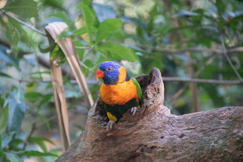 Orange and Blue Bird on Tree