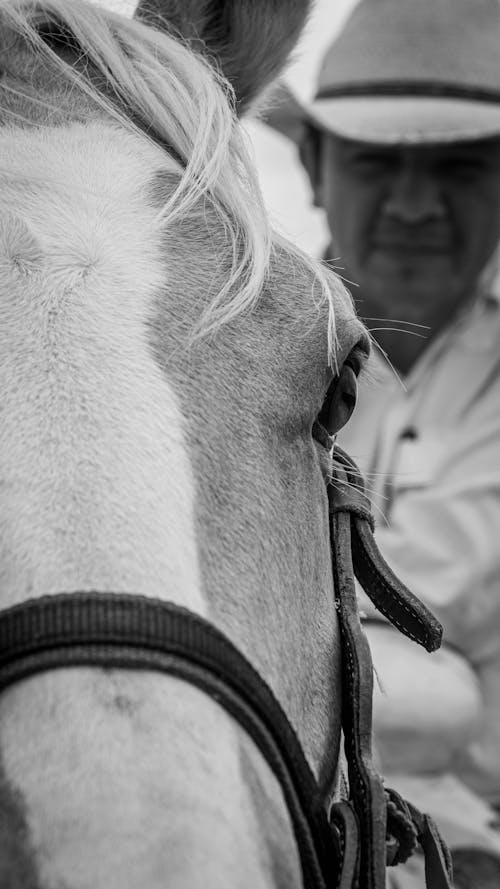 Бесплатное стоковое фото с белая лошадь, верховая езда, каштановый конь