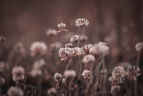 Fotobanka s bezplatnými fotkami na tému divé kvety, flóra, jemný