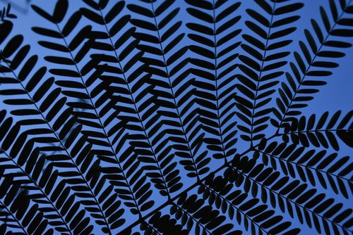 Free Silhouette of fern leaves creating a natural pattern with a clear blue sky background, captured outdoors in Mexico City. Stock Photo