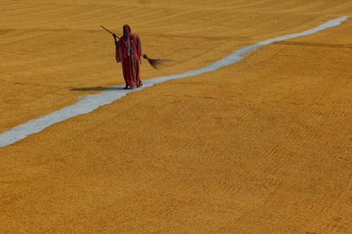 Gratis lagerfoto af brunt felt, kvinde, landbrug i landdistrikterne