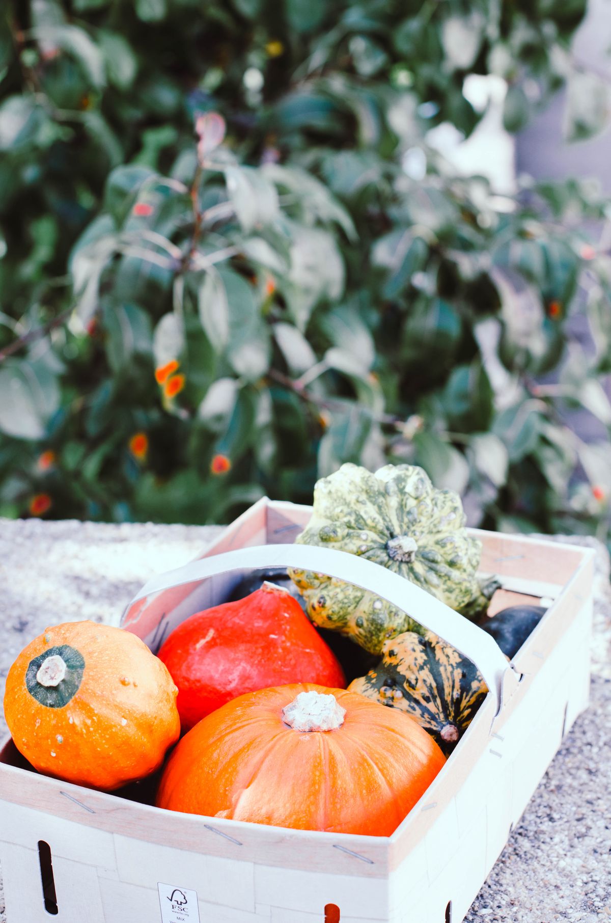 A vibrant basket filled with assorted pumpkins and gourds, perfect for autumn decoration. Stock Photo.