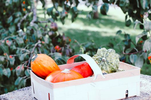 Vibrant display of assorted squash and pumpkins in a cardboard box, outdoors.