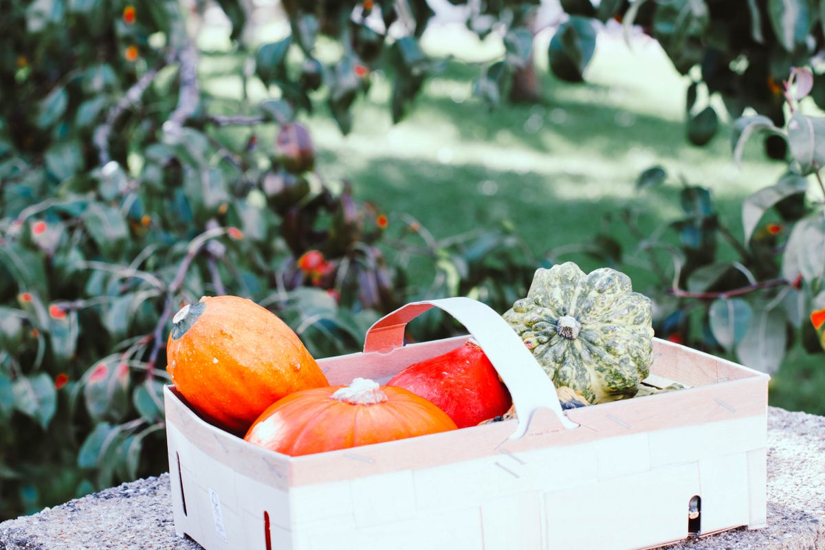 quand récolter les citrouilles - Comment récolter les citrouilles sans compromettre leur conservation ?