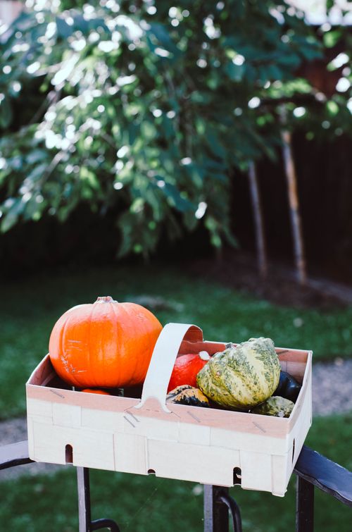 Free A wooden basket filled with colorful pumpkins and squash in an outdoor setting, perfect for seasonal themes. Stock Photo