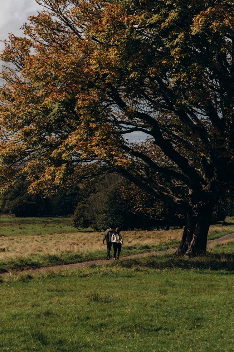 Couple Walking Together Near Tree