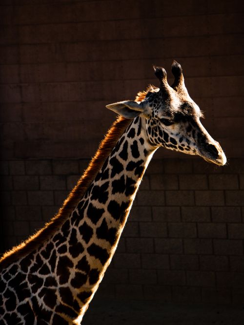 Free Elegant giraffe portrait capturing the texture and warmth of its patterned coat in a natural setting. Stock Photo