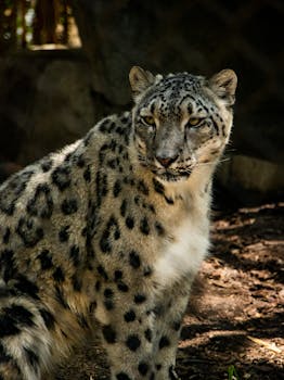 A captivating snow leopard resting in its natural habitat showcasing its elegant spotted coat.