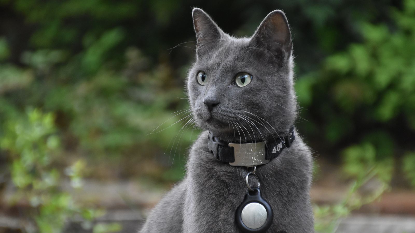 Mikroçip Kaybolan Kedi veya Köpeği Bulur mu? GPS ile Farkı