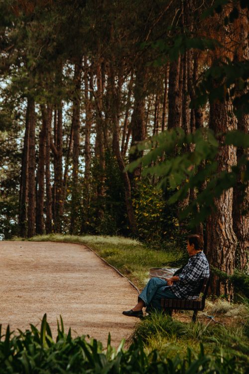 Free Man reading on a park bench surrounded by tall trees in a tranquil forest setting. Stock Photo