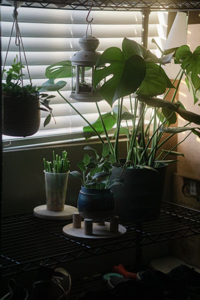 Plant shelves in evening light