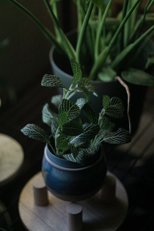 Free Vertical close-up shot of a Fittonia (nerve plant) in a blue pot, highlighting its intricate leaves. Stock Photo