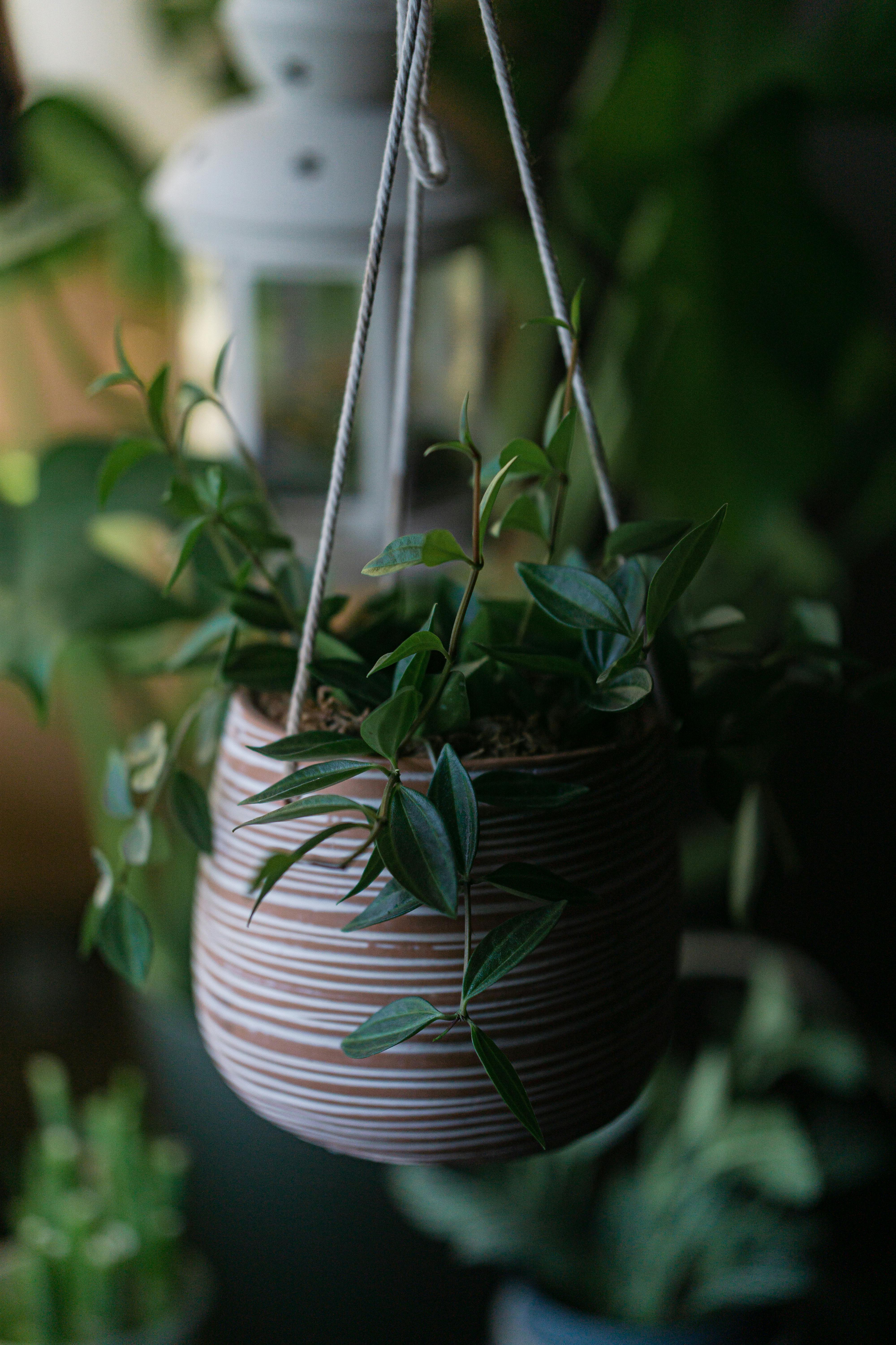 Close Up Shot of a Hanging Plant · Free Stock Photo