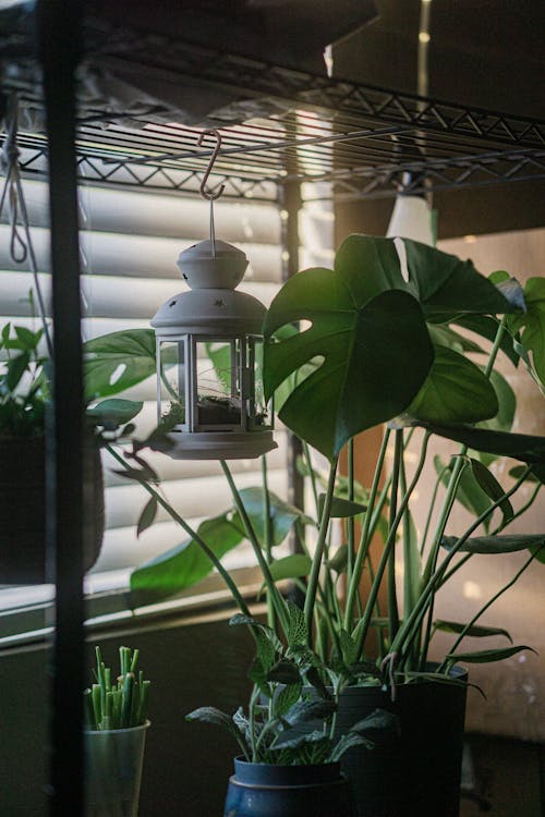 Photograph of Green Indoor Plants