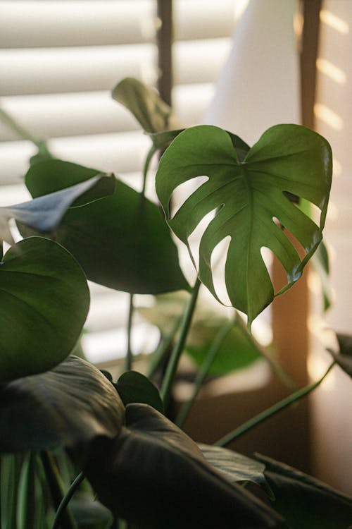 An Indoor Plant with Green Leaves