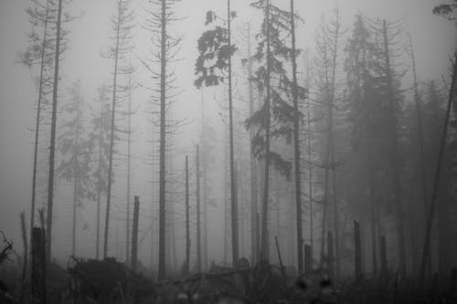 Ingyenes stockfotó fák, köd, ködös témában