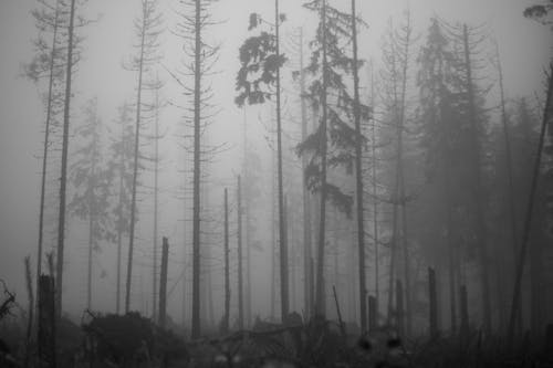 Free Silhouette of Trees During Foggy Day Stock Photo