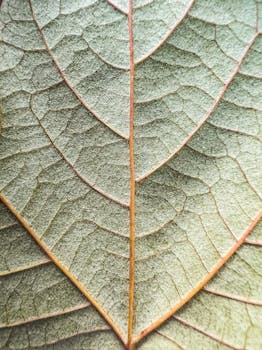 Detailed close-up of a leaf showing intricate vein patterns and textures.