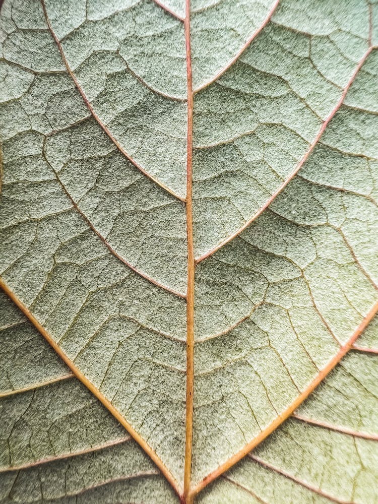 Close-Up Photo Of Leaf Veins