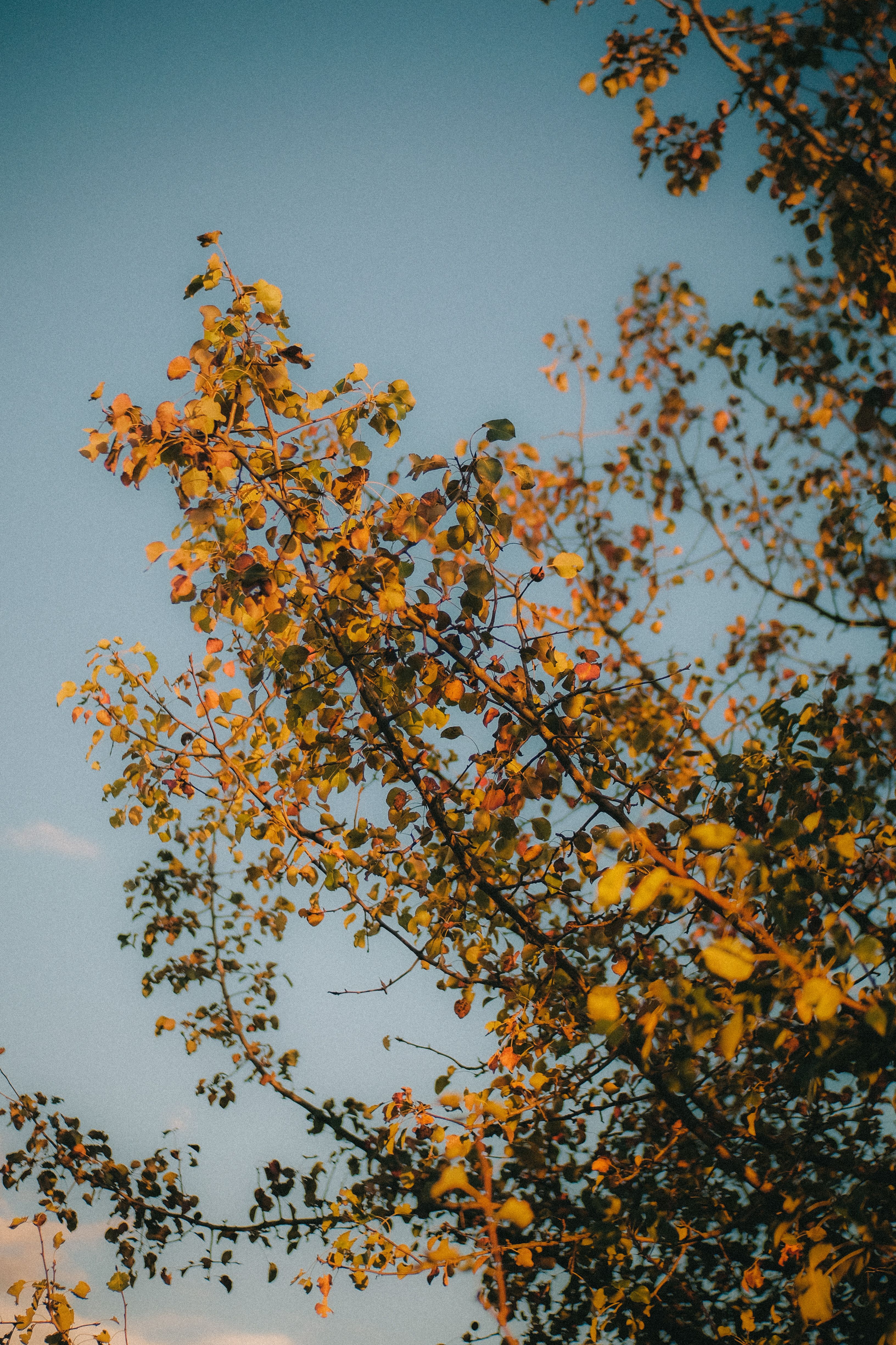 A vivid capture of autumn leaves in Українка, showcasing nature's beauty.