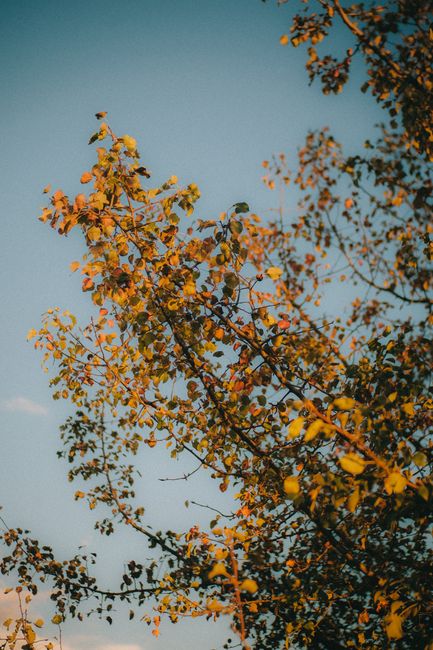 A vivid capture of autumn leaves in Українка, showcasing nature's beauty.