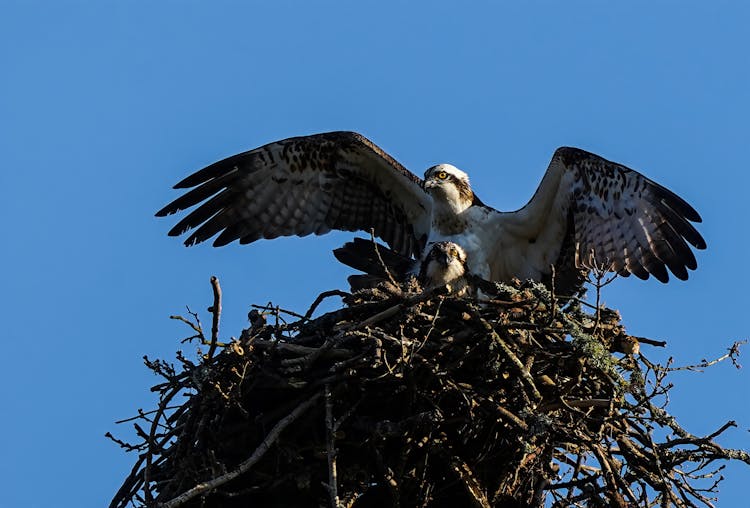 Osprey On Brown Nest