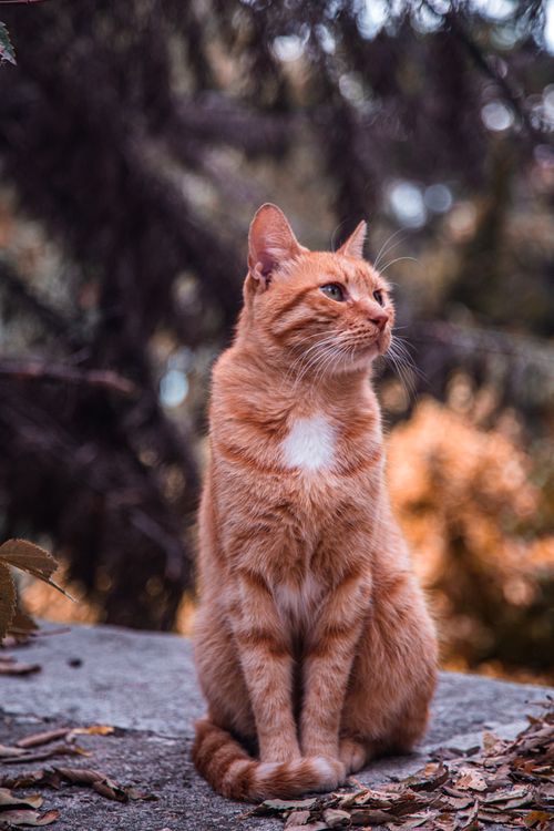 Free Adorable ginger cat sitting on a rock amidst beautiful autumn foliage. Stock Photo